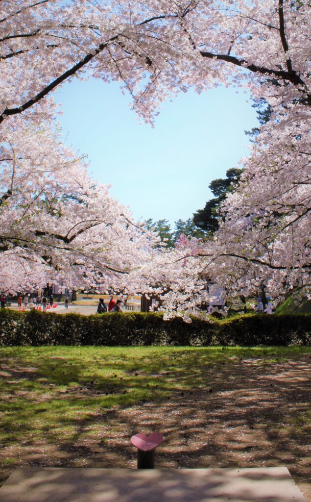 桜のハート